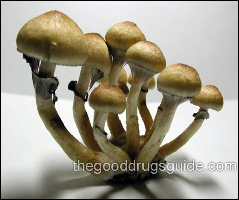 m_cubensis_2.jpg